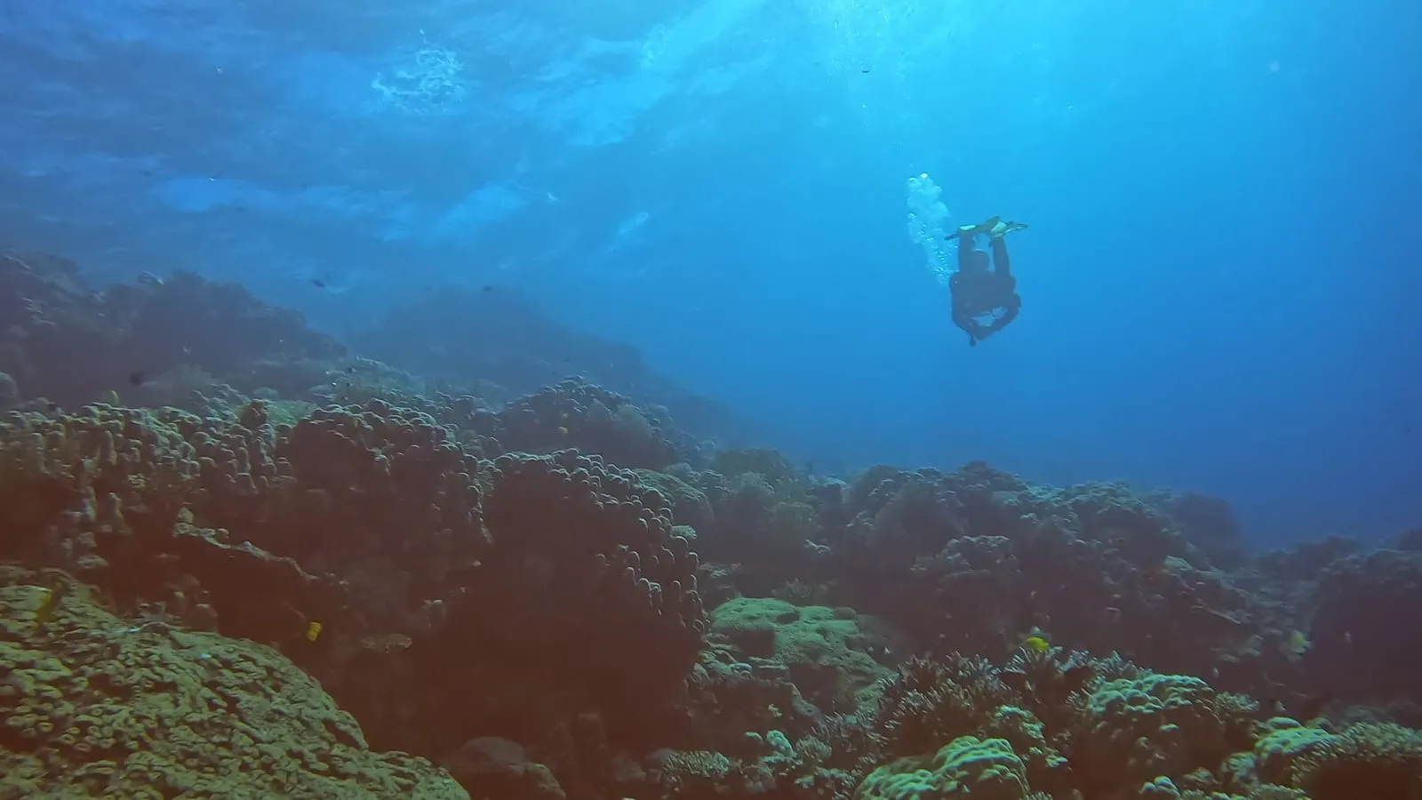 Symbolbild: Geweihkoralle im Roten Meer (Ägypten), Aufnahme vom 16.12.2024